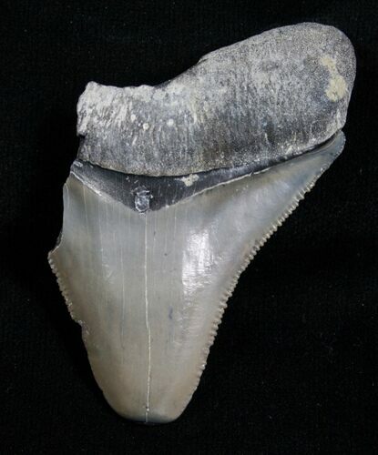 Bargain Megalodon Tooth - Florida #5461